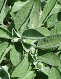 Medicine Medicine Cabinet Garden Grow