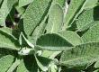 A Medicines from What's in Your Garden?